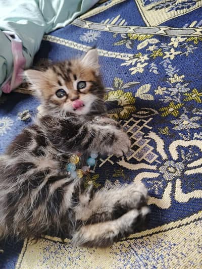 kitten