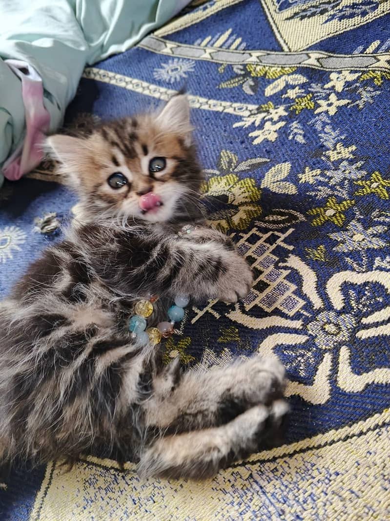 kitten 0