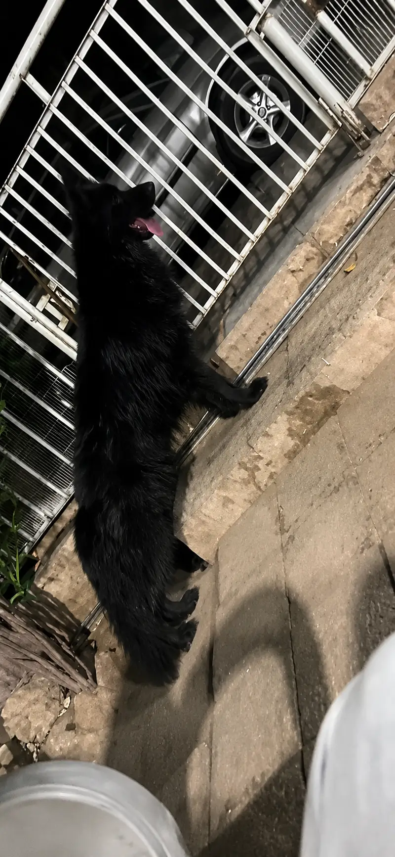 Confirm stud Male Available For Stud. . . . pink pedigree show winner  N — photo 2