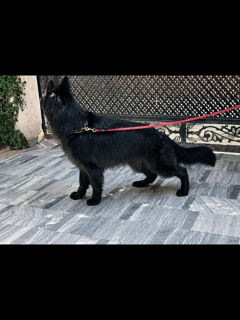 Confirm stud Male Available For Stud. . . . pink pedigree show winner  N — photo 3
