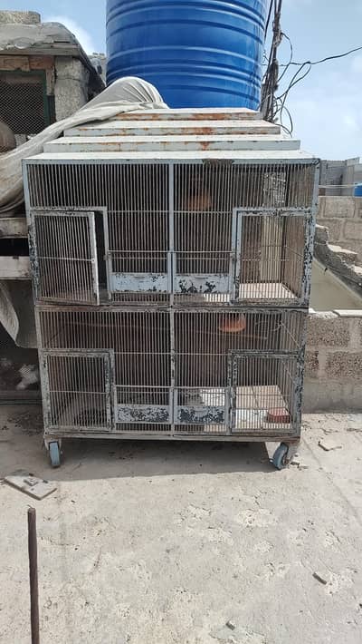 birds cages