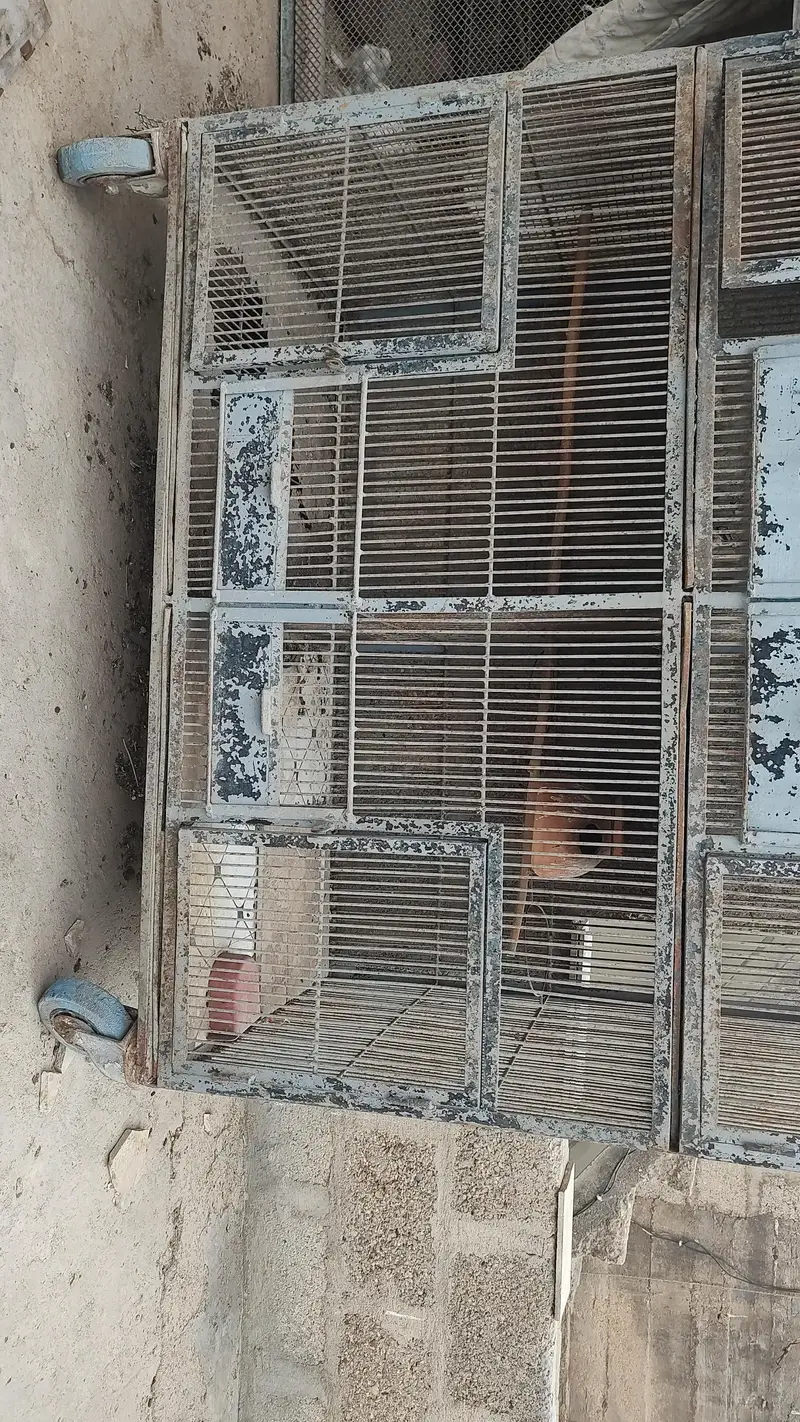 birds cages — photo 6