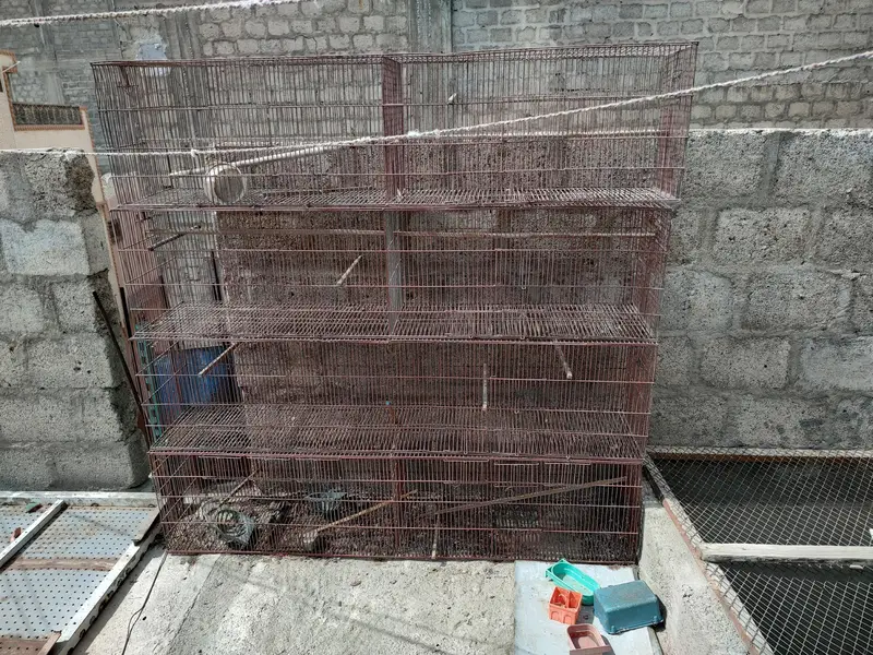 birds cages — photo 8