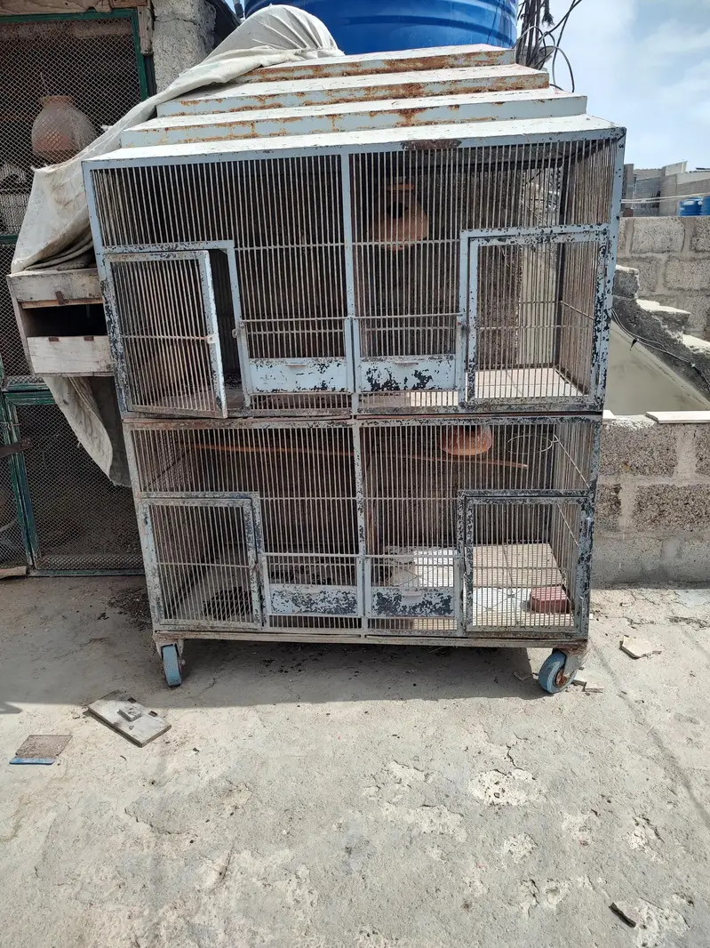 birds cages — photo 10