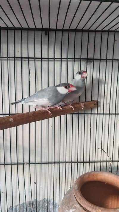 Silver Java Pair