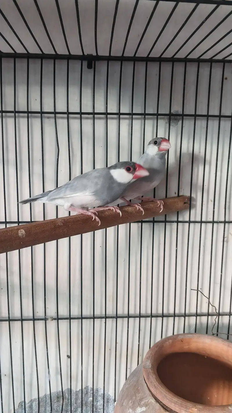 Silver Java Pair