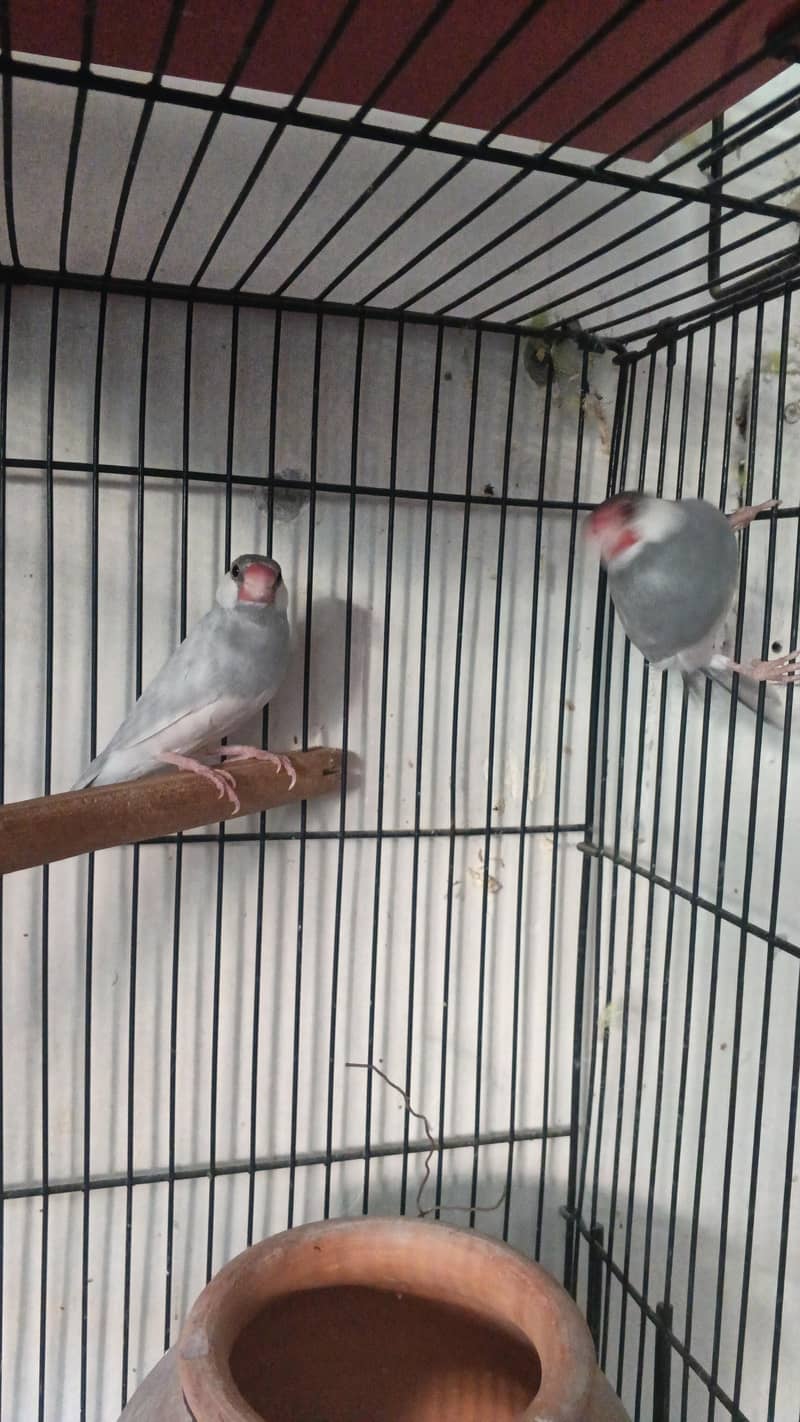 Silver Java Pair 1