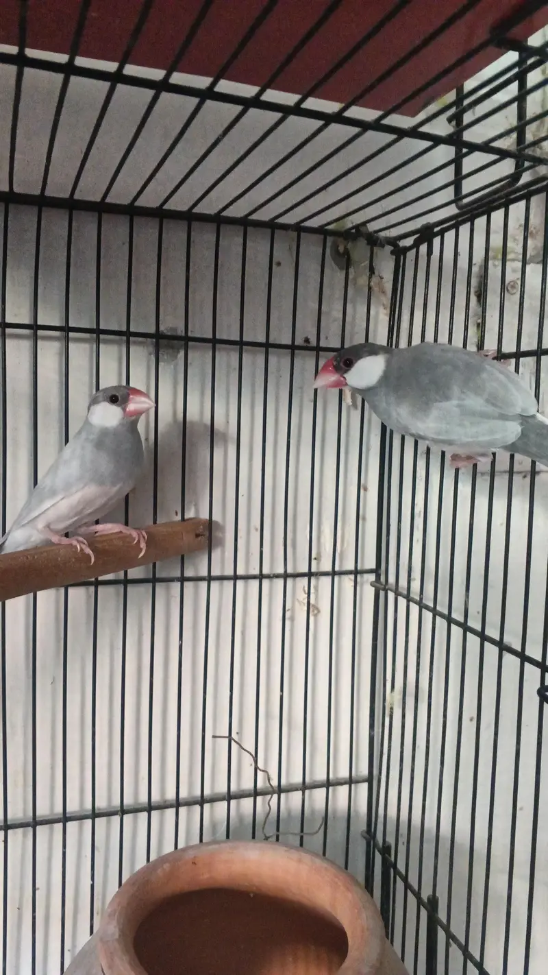 Silver Java Pair — photo 3