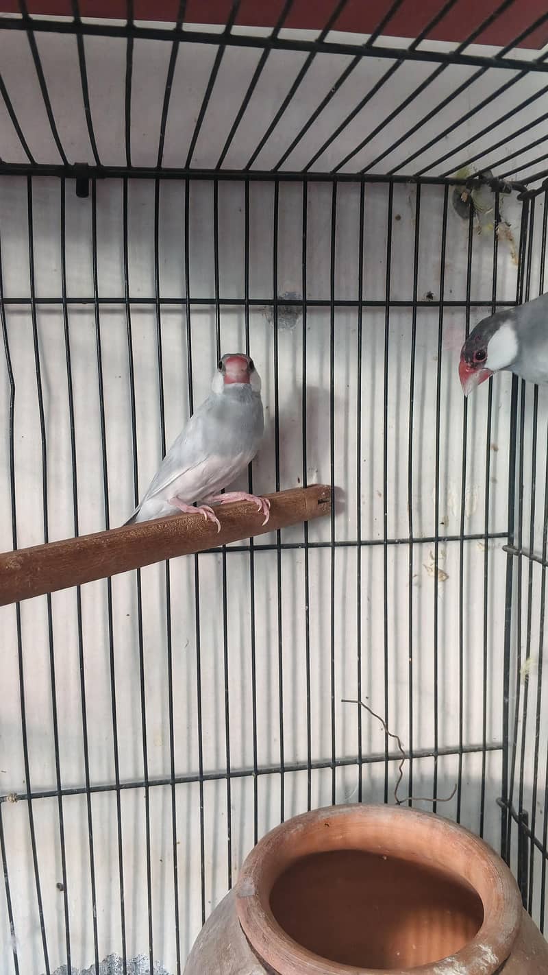 Silver Java Pair 3