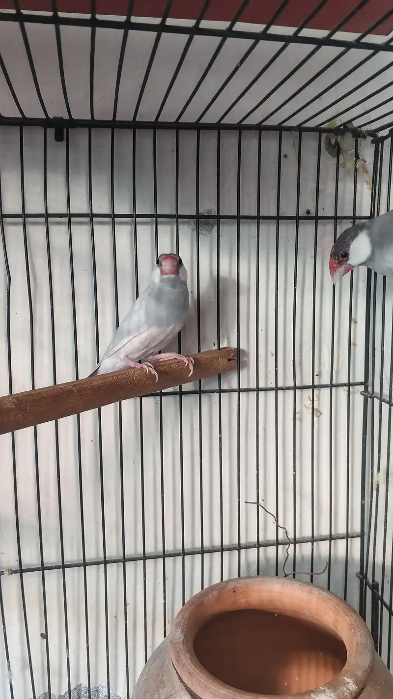 Silver Java Pair — photo 4