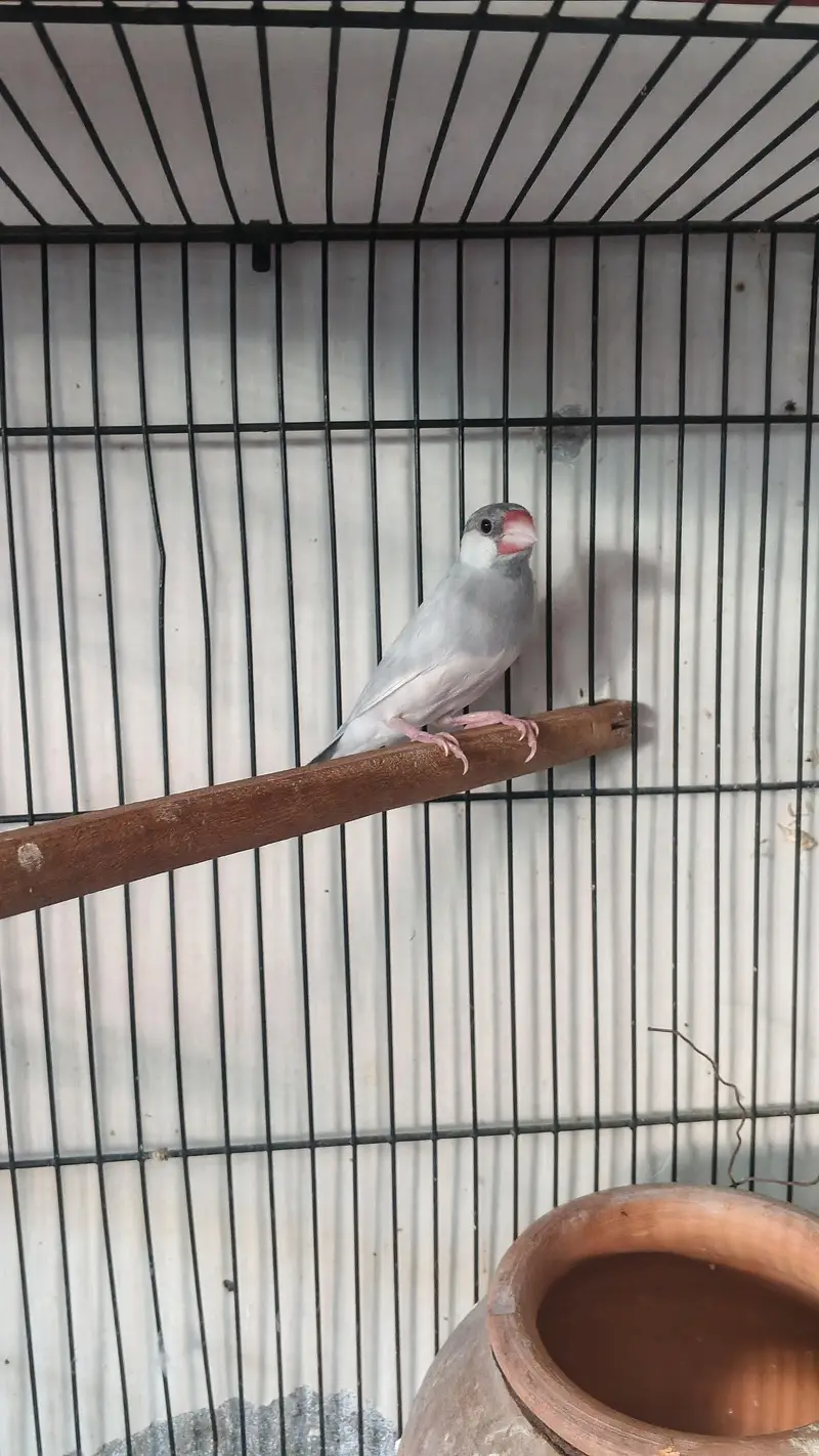 Silver Java Pair — photo 5
