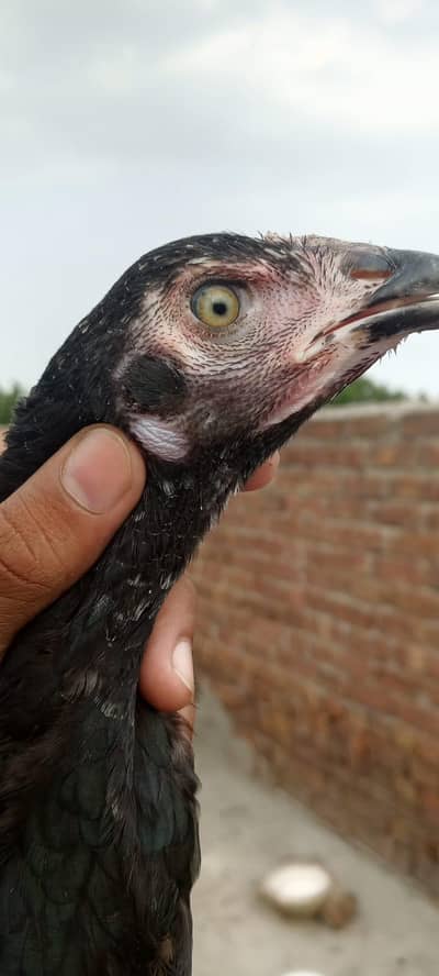 black female available