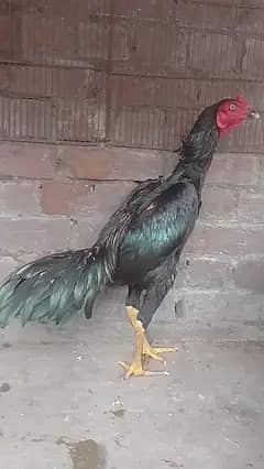 Jet black aseel patha for sale