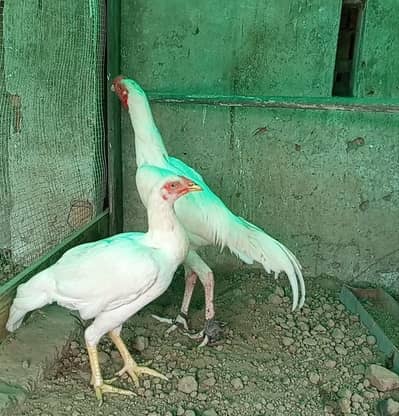 paper white shamo