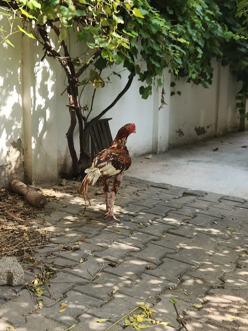 Peela Aseel pair o3o6oo58558 — photo 4