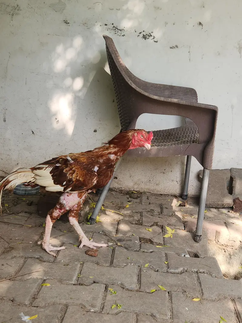 Peela Aseel pair o3o6oo58558 — photo 5