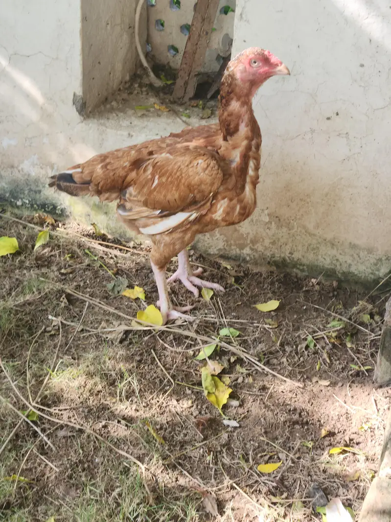 Peela Aseel pair o3o6oo58558 — photo 7