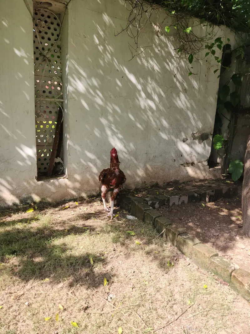 Peela Aseel pair o3o6oo58558 — photo 9