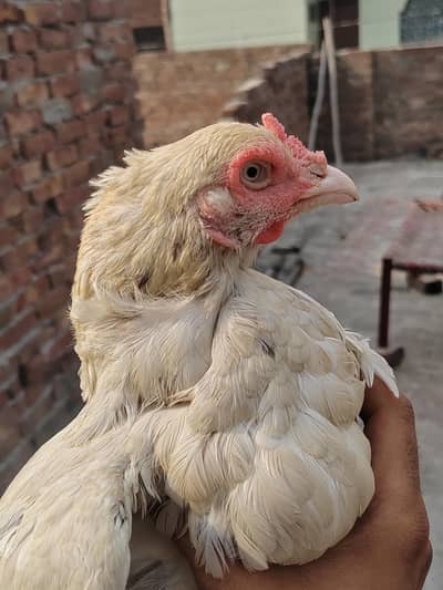 Male pure Jawa orr female heera cross