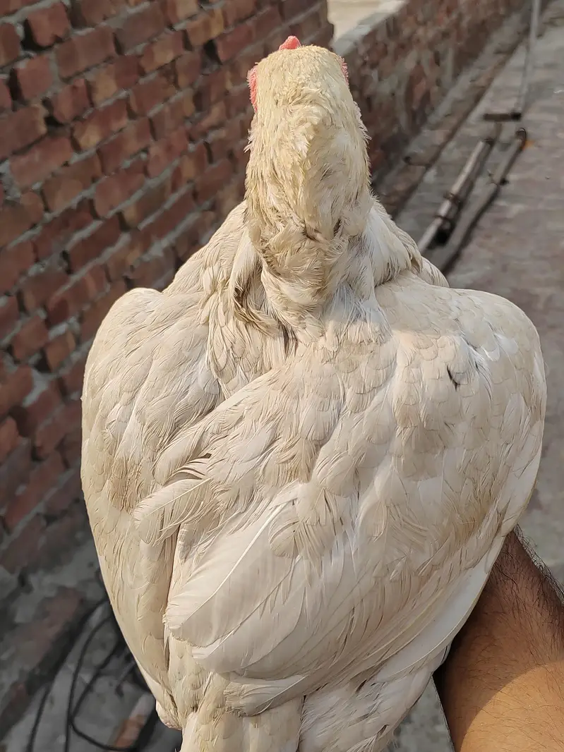 Male pure Jawa orr female heera cross — photo 2