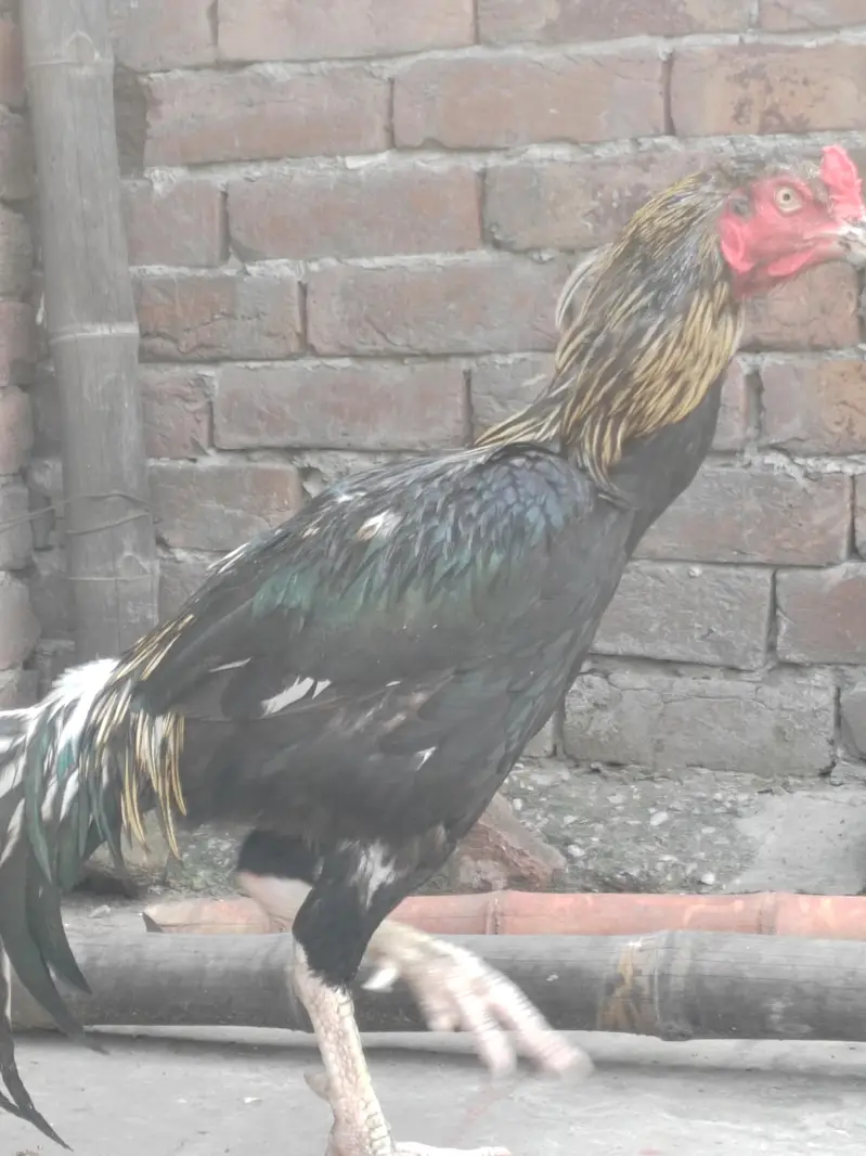 Male pure Jawa orr female heera cross — photo 4
