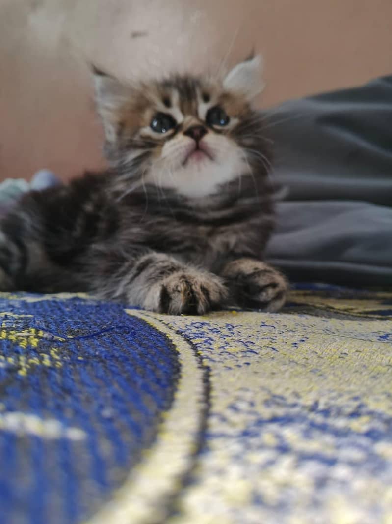 kitten 1