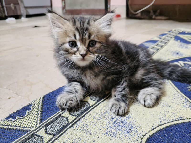 kitten 2