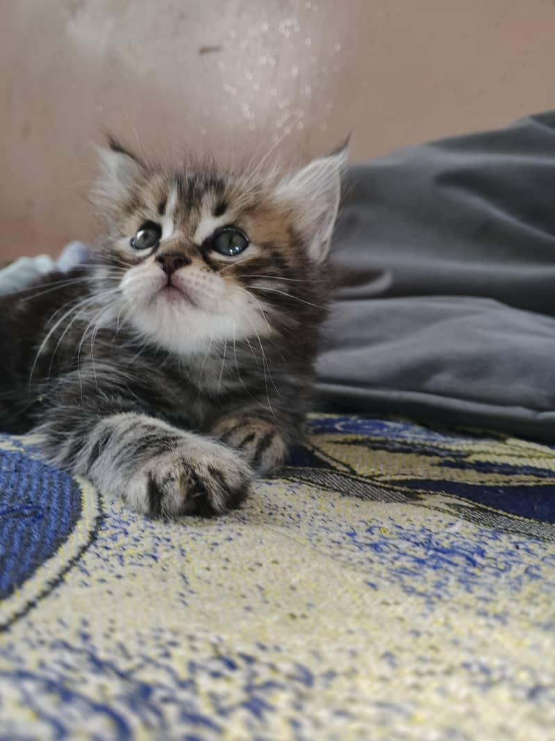 kitten 3