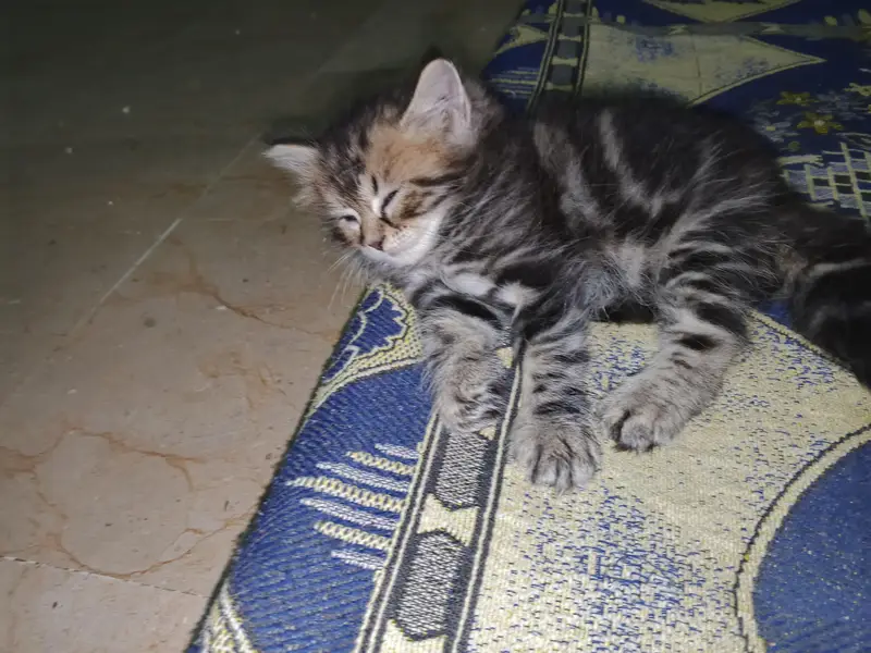 kitten — photo 5