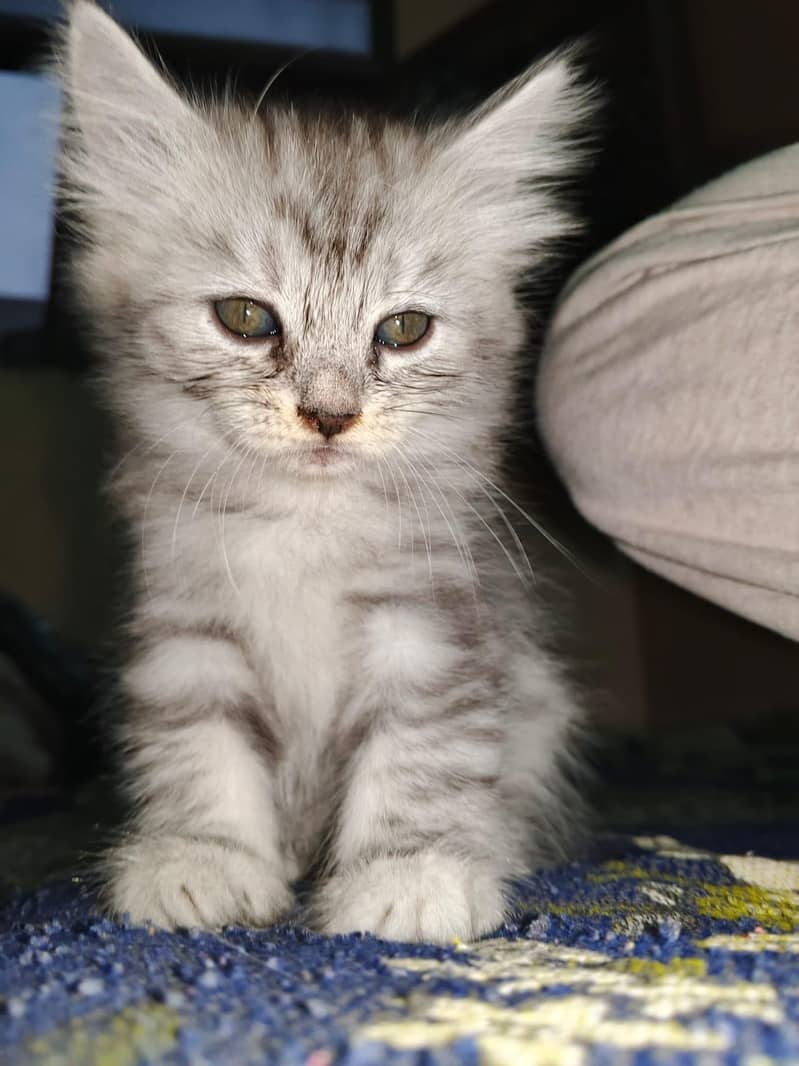 kitten 7