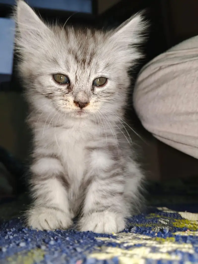 kitten — photo 8