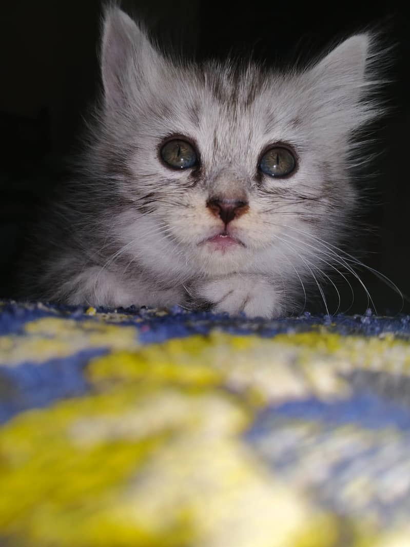 kitten 8
