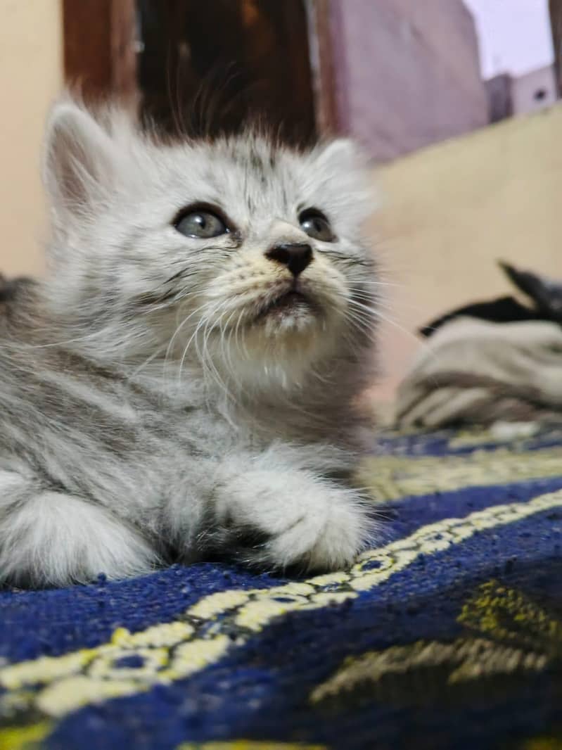kitten 9