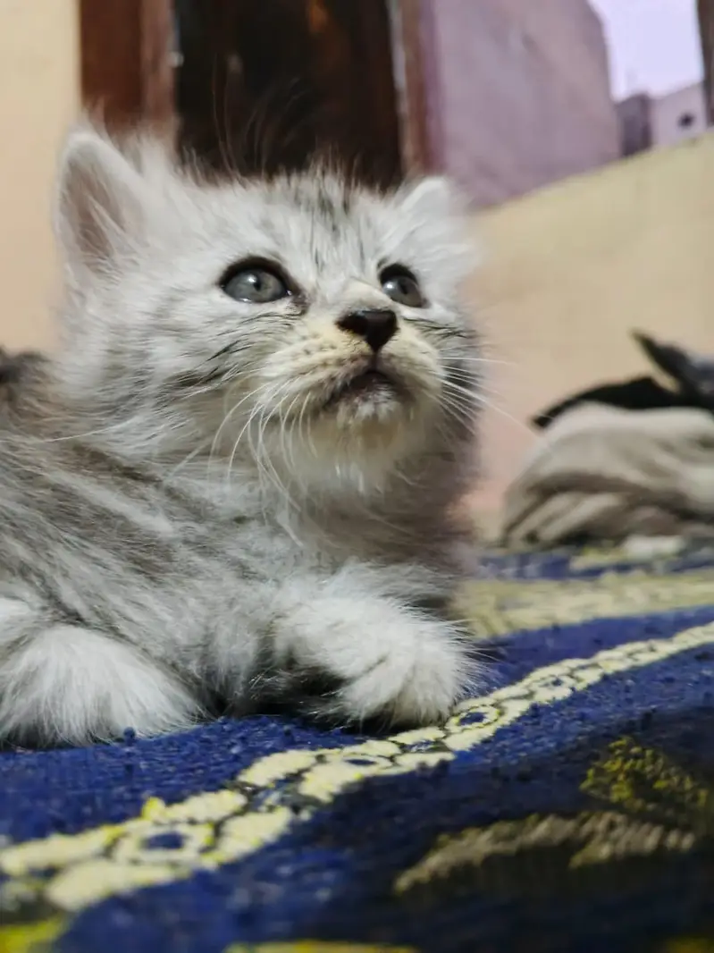kitten — photo 10
