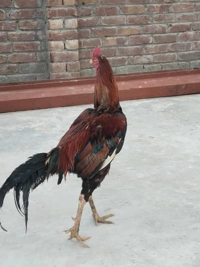 Aseel murga color red