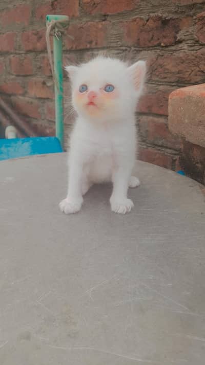 Cats for sale