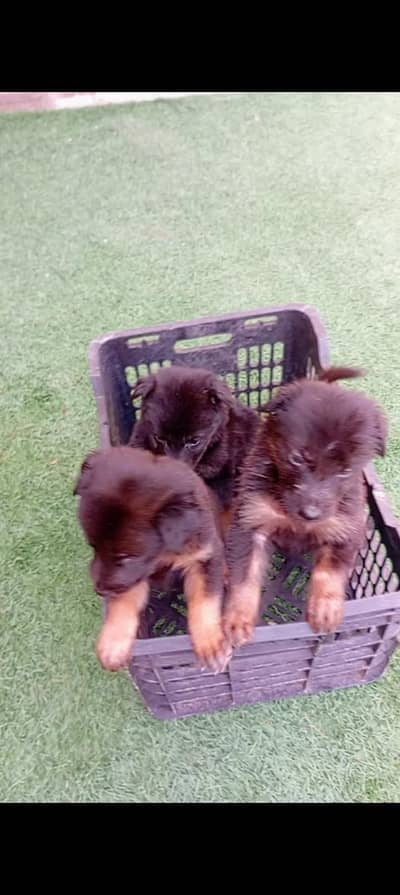 German puppy double cot