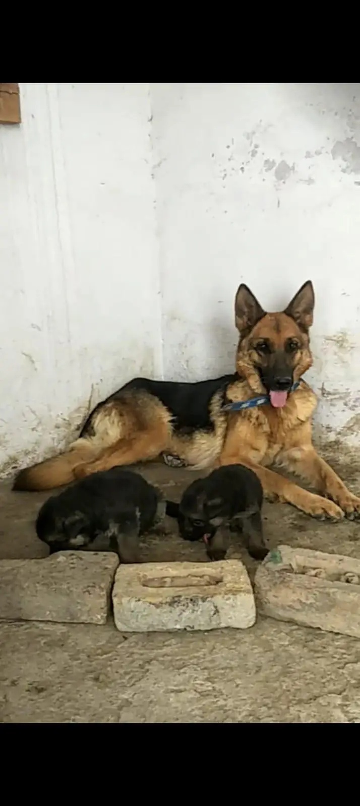 German puppy double cot — photo 4