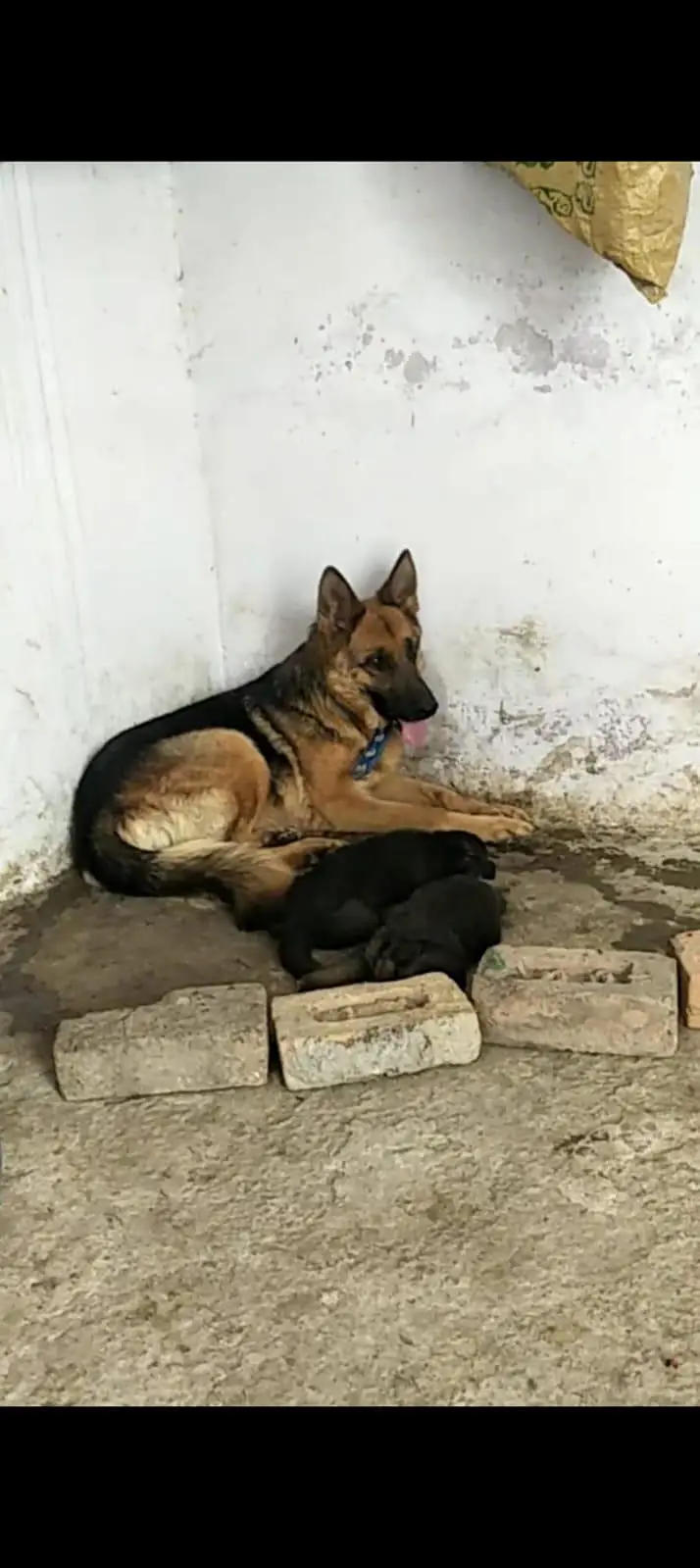 German puppy double cot — photo 5