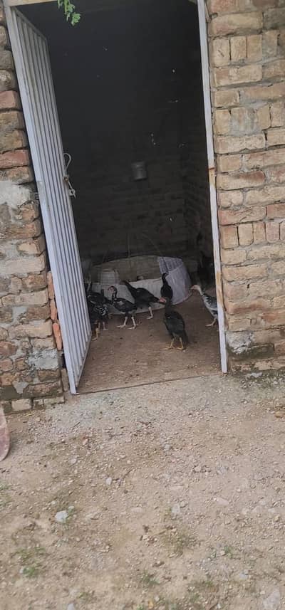 Aseel chicks High Quality Birds
