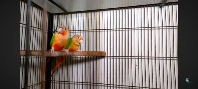 yellow sided pineapple conure extremely red factor