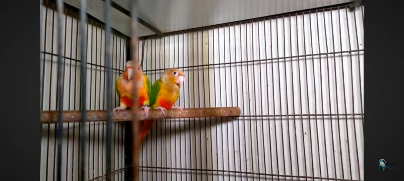 yellow sided pineapple conure extremely red factor 1