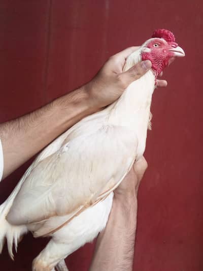 Heera aseel bird