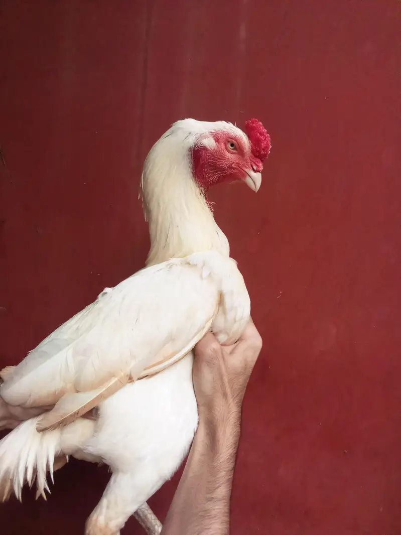 Heera aseel bird — photo 2