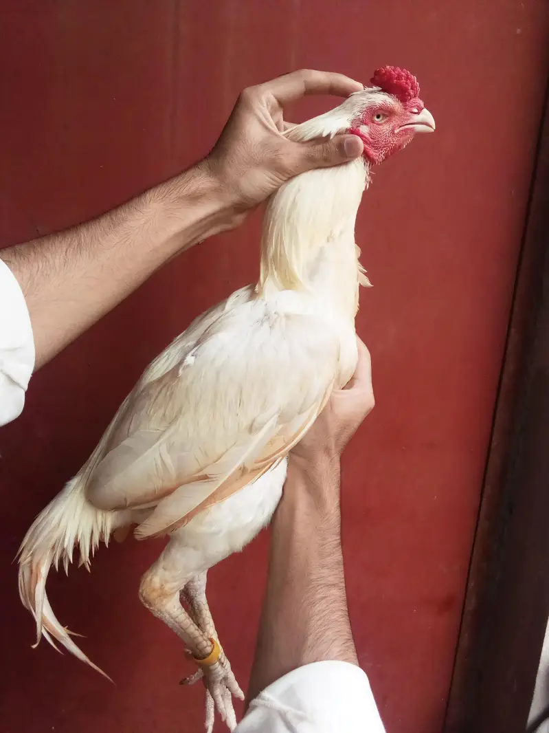 Heera aseel bird — photo 3