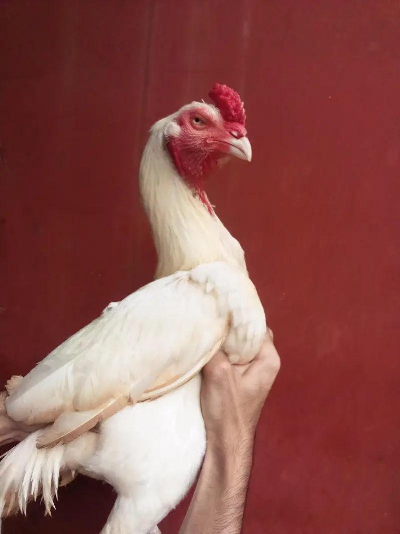 Heera aseel bird — photo 4