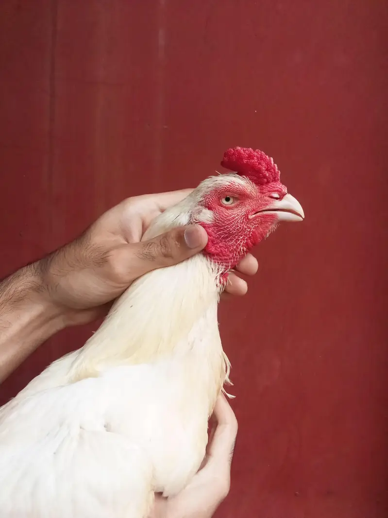 Heera aseel bird — photo 5