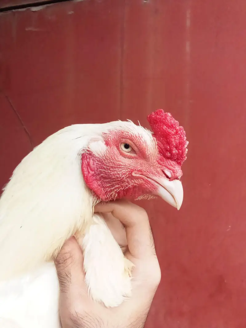 Heera aseel bird — photo 6