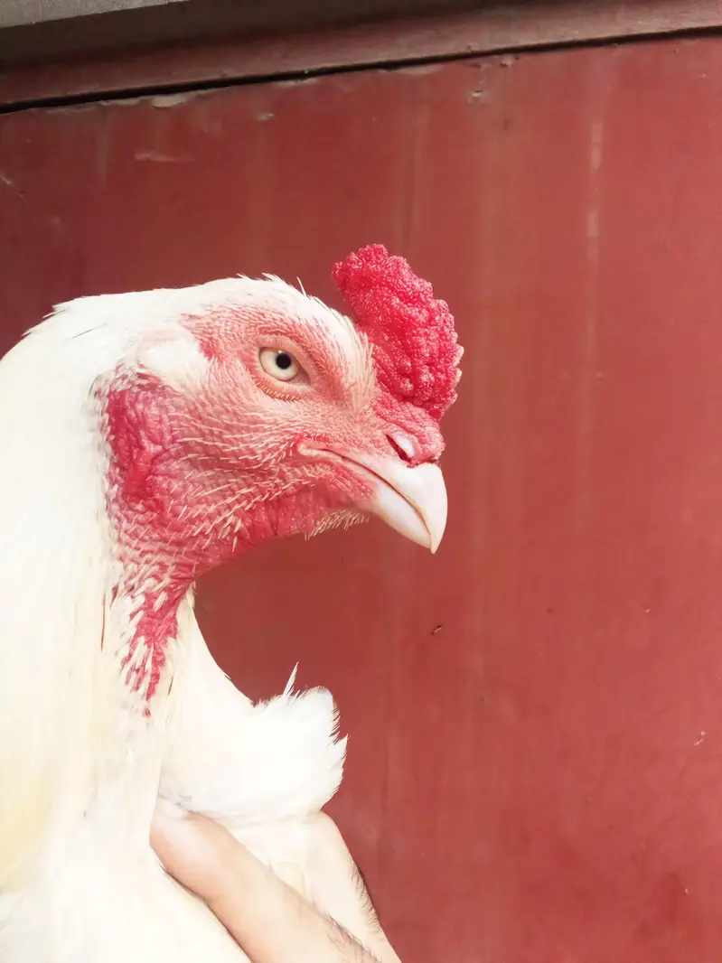 Heera aseel bird — photo 7