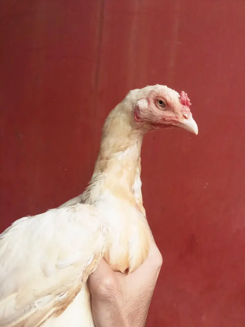 Heera aseel bird — photo 9